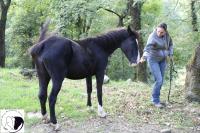 Calenzano, IHP in aiuto di due cavalli feriti